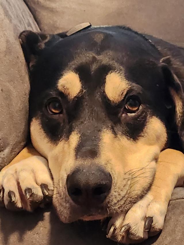 Mitchell's dog Blue, a large black dog with beige snout and eyebrows